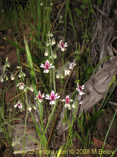 Schizanthus parvulus的照片