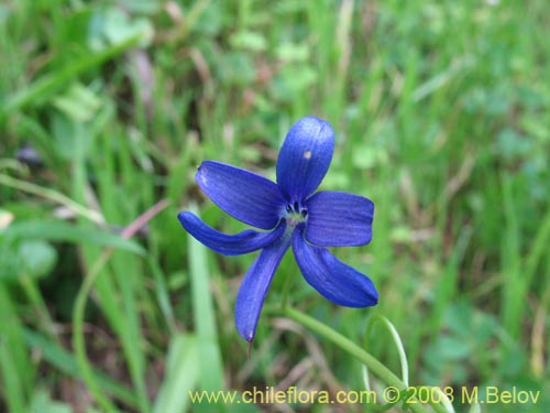 Bild von Tecophilaea violiflora (). Klicken Sie, um den Ausschnitt zu vergrössern.