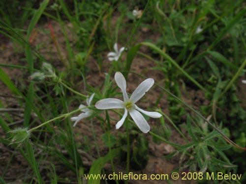 Imágen de Tecophilaea violiflora (). Haga un clic para aumentar parte de imágen.