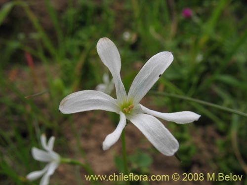 Tecophilaea violiflora의 사진