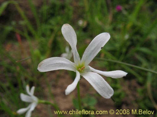 Tecophilaea violiflora的照片