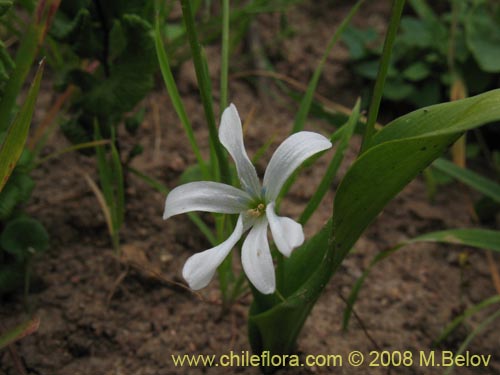 Image of Tecophilaea violiflora (). Click to enlarge parts of image.