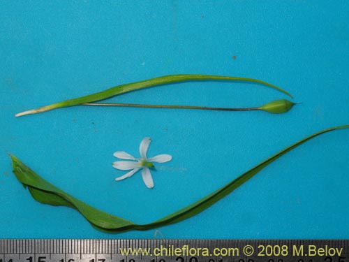 Tecophilaea violiflora의 사진