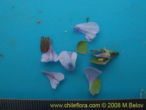 Image of Tropaeolum hookerianum ssp. austropurpureum (Soldadito / Pajarito / Relicario). Click to enlarge parts of image.