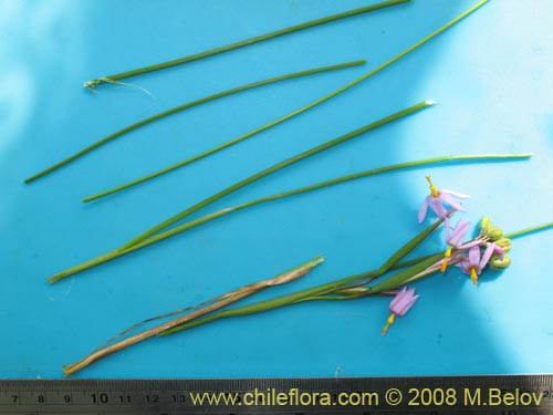 Sisyrinchium scirpoideum var. scirpoideum的照片