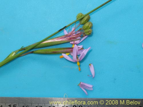 Image of Sisyrinchium scirpoideum var. scirpoideum (). Click to enlarge parts of image.