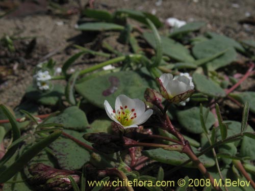 Imágen de Cistanthe arenaria (). Haga un clic para aumentar parte de imágen.