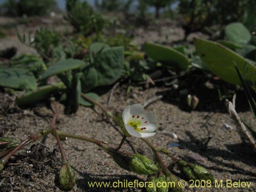 Imágen de Cistanthe arenaria (). Haga un clic para aumentar parte de imágen.