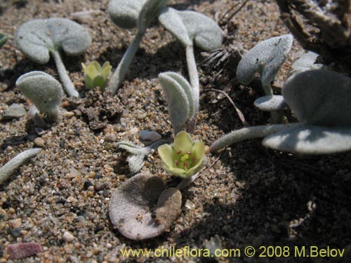 Dichondra sp. #1163的照片