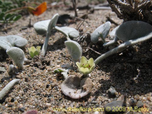 Dichondra sp. #1163の写真