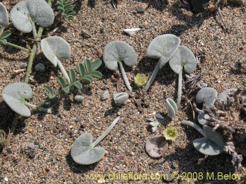 Image of Dichondra sp.   #1163 (). Click to enlarge parts of image.