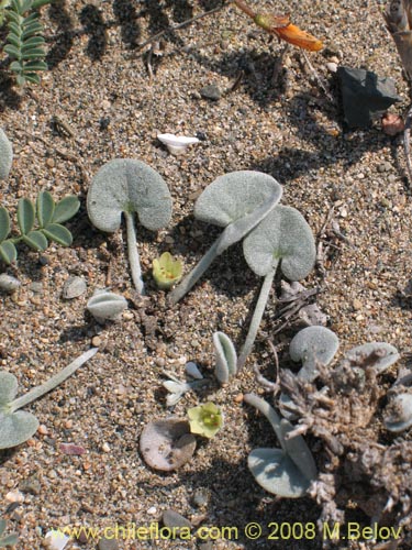 Dichondra sp. #1163の写真