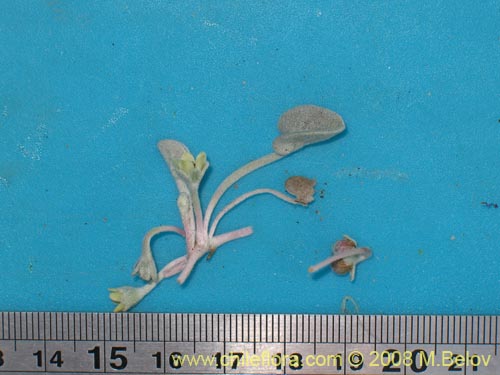 Image of Dichondra sp. #1163 (). Click to enlarge parts of image.