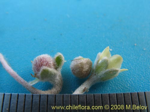 Image of Dichondra sp. #1163 (). Click to enlarge parts of image.