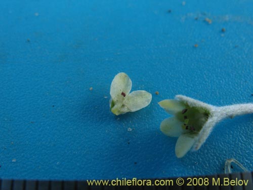 Image of Dichondra sp. #1163 (). Click to enlarge parts of image.