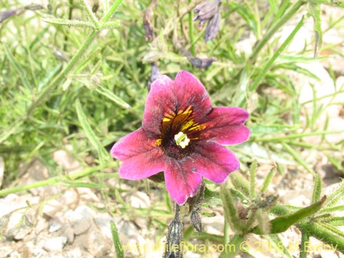 Salpiglossis sinuataの写真