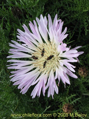 Bild von Centaurea chilensis (Flor del minero). Klicken Sie, um den Ausschnitt zu vergrössern.