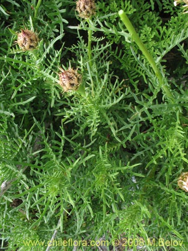 Image of Centaurea chilensis (Flor del minero). Click to enlarge parts of image.