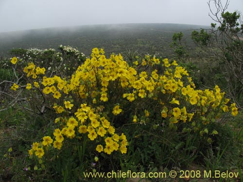 Bild von Tropaeolum hookerianum var. hookerianum (). Klicken Sie, um den Ausschnitt zu vergrössern.