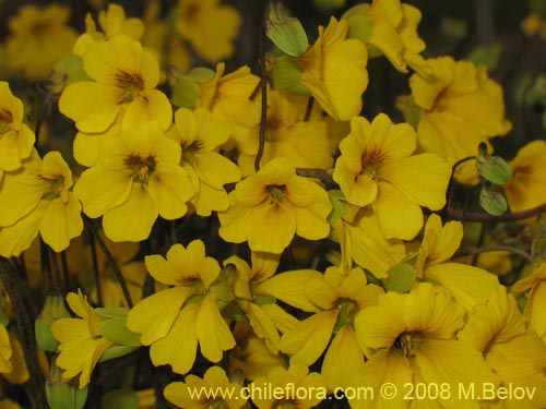 Imágen de Tropaeolum hookerianum var. hookerianum (). Haga un clic para aumentar parte de imágen.