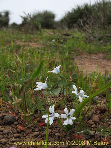 Bild von Tecophilaea violiflora (). Klicken Sie, um den Ausschnitt zu vergrössern.