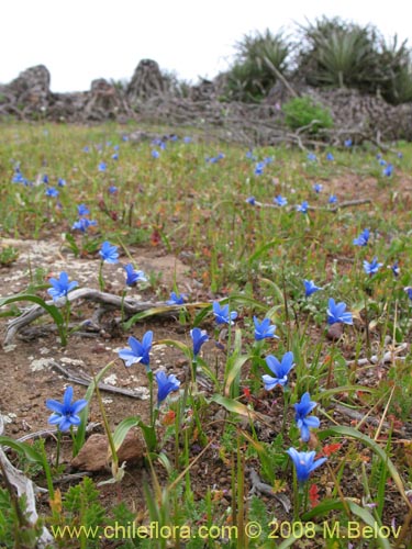 Bild von Tecophilaea violiflora (). Klicken Sie, um den Ausschnitt zu vergrössern.