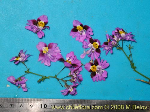 Фотография Schizanthus litoralis (Mariposita costera). Щелкните, чтобы увеличить вырез.