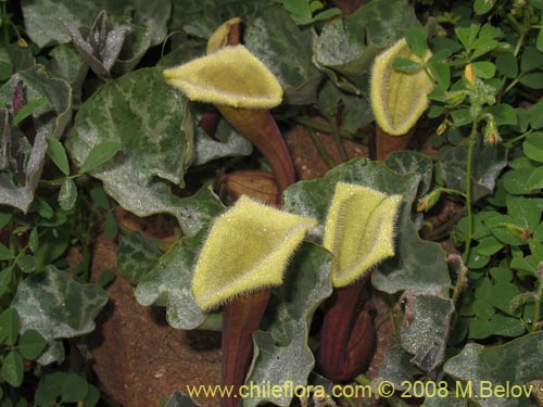 Фотография Aristolochia chilensis (). Щелкните, чтобы увеличить вырез.