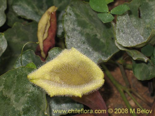 Imágen de Aristolochia chilensis (). Haga un clic para aumentar parte de imágen.