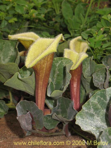 Imágen de Aristolochia chilensis (). Haga un clic para aumentar parte de imágen.