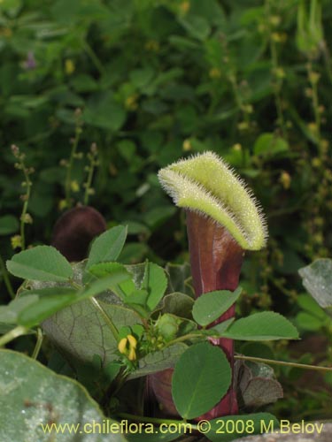 Aristolochia chilensisの写真