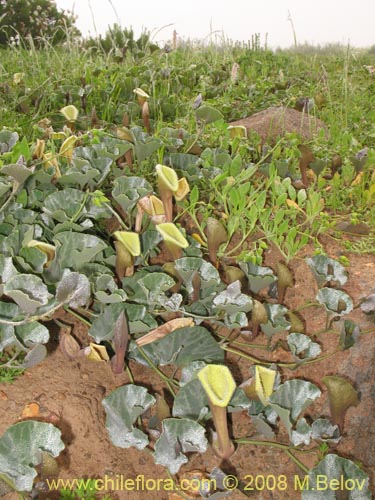 Imágen de Aristolochia chilensis (). Haga un clic para aumentar parte de imágen.