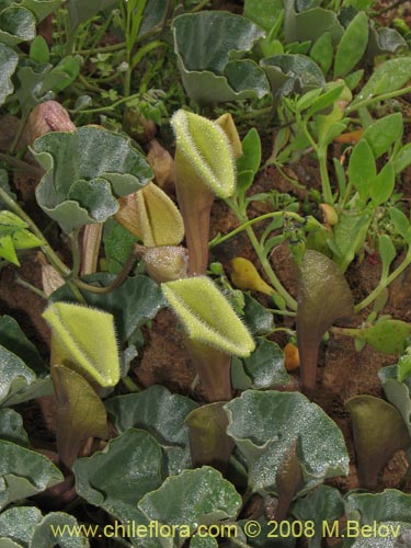 Bild von Aristolochia chilensis (). Klicken Sie, um den Ausschnitt zu vergrössern.