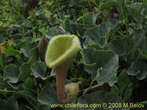 Фотография Aristolochia chilensis (). Щелкните, чтобы увеличить вырез.