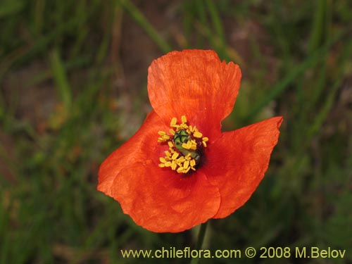 Image of Papaver sp. 1121  #1121 (). Click to enlarge parts of image.