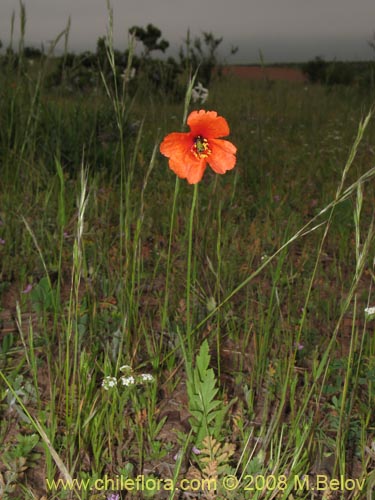 Image of Papaver sp. 1121  #1121 (). Click to enlarge parts of image.