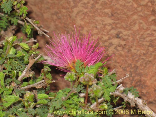 Image of Calliandra chilensis (Espino rojo). Click to enlarge parts of image.