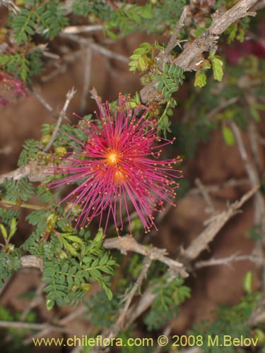 Bild von Calliandra chilensis (Espino rojo). Klicken Sie, um den Ausschnitt zu vergrössern.