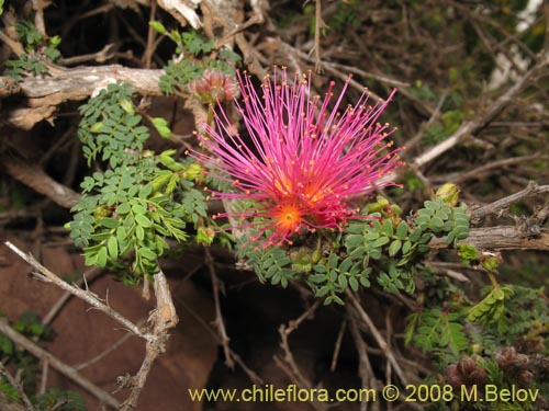 Image of Calliandra chilensis (Espino rojo). Click to enlarge parts of image.