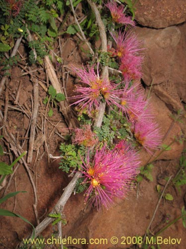 Calliandra chilensisの写真