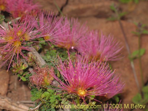 Image of Calliandra chilensis (Espino rojo). Click to enlarge parts of image.