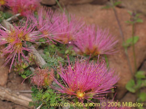 Bild von Calliandra chilensis (Espino rojo). Klicken Sie, um den Ausschnitt zu vergrössern.