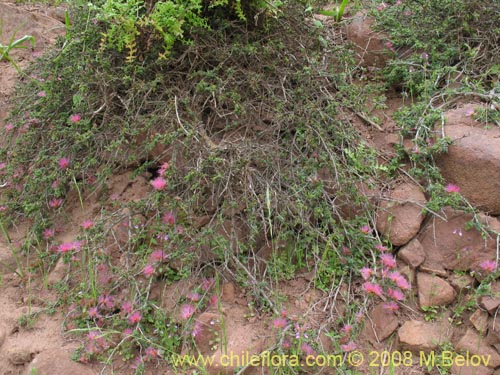 Image of Calliandra chilensis (Espino rojo). Click to enlarge parts of image.