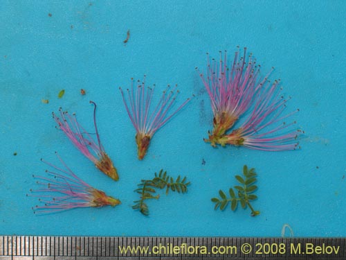 Image of Calliandra chilensis (Espino rojo). Click to enlarge parts of image.