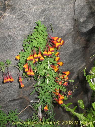 Фотография Tropaeolum tricolor (Soldadito rojo / Relicario). Щелкните, чтобы увеличить вырез.