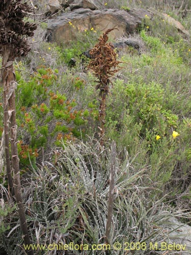 Bild von Puya gilmartinii (). Klicken Sie, um den Ausschnitt zu vergrössern.