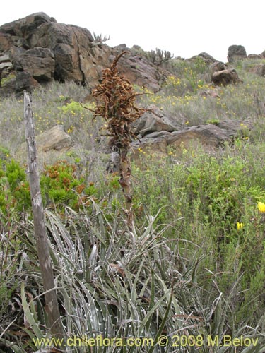 Imágen de Puya gilmartinii (). Haga un clic para aumentar parte de imágen.