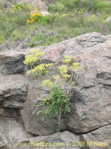 Bild von Valeriana sp. #1381 (). Klicken Sie, um den Ausschnitt zu vergrössern.