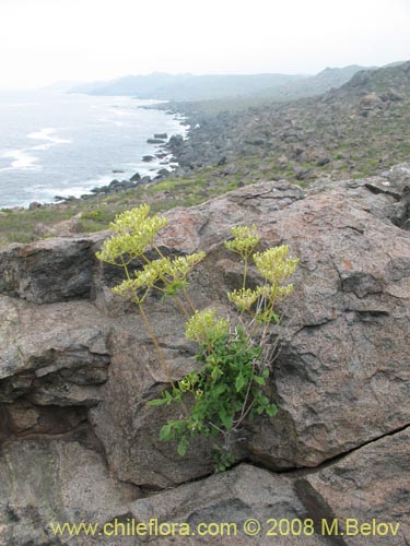 Valeriana sp. #1381의 사진