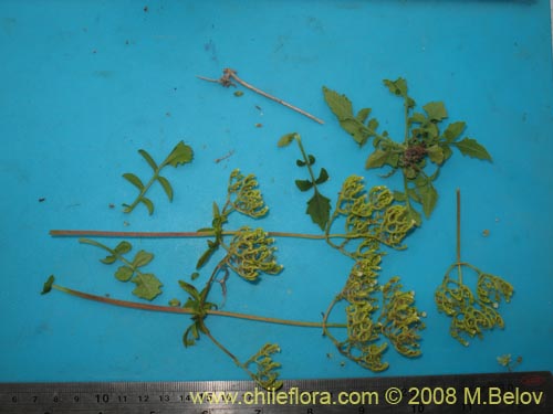 Image of Valeriana sp. #1381 (). Click to enlarge parts of image.